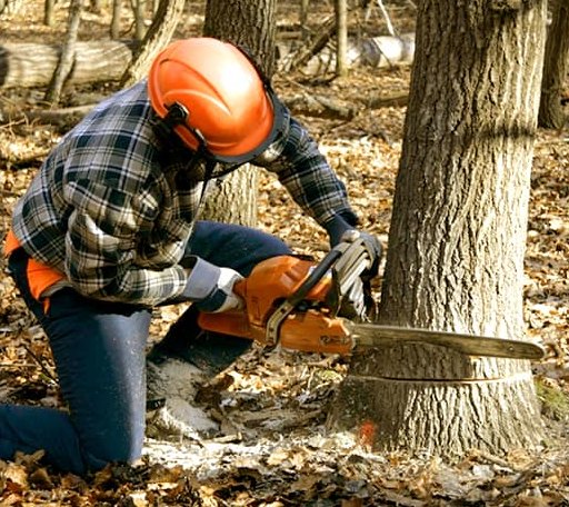 Tree Removal in Bidwell, OH